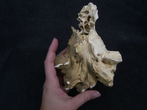 Cave Hyena skull