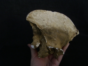 Cave Hyena skull