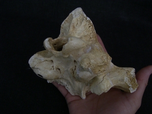 Cave Hyena skull