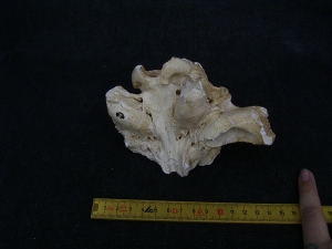 Höhlen-Hyäne Schädel