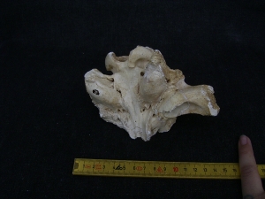 Cave Hyena skull