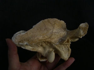 Cave Hyena skull