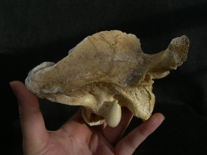 Cave Hyena skull