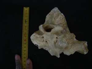 Höhlen-Hyäne Schädel
