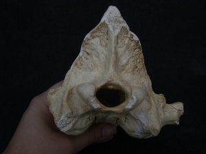 Cave Hyena skull