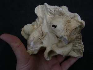 Cave Hyena skull