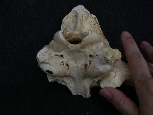 Cave Hyena skull