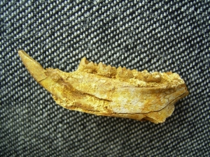 Rodent lower jaw