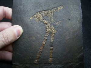 Bird-fossil Messel pit