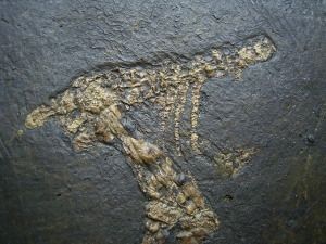 Vogelfossil, Grube Messel