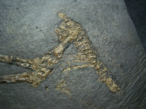 Bird-fossil Messel pit