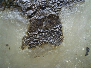 Amphiperca aus der Grube Messel