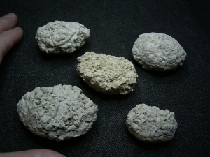 Stromatholithes, oligocene