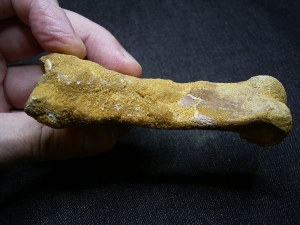 Spinosaur fingerbone