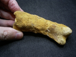 Spinosaur fingerbone