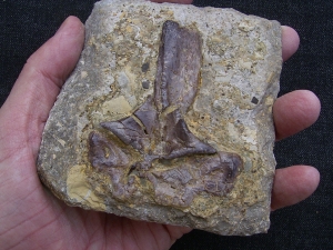 Nothosaurus Dornfortsatz