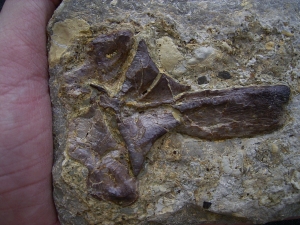 Nothosaurus Dornfortsatz