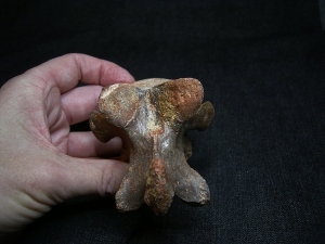 Carcharodontosaur vertebra