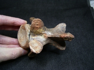 Carcharodontosaur vertebra