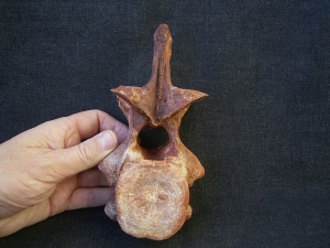 Carcharodontosaur vertebra big