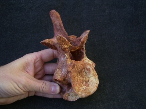 Carcharodontosaur vertebra big