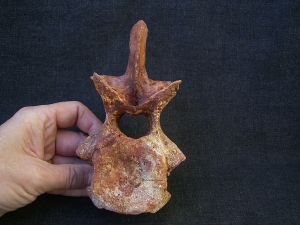 Carcharodontosaur vertebra big