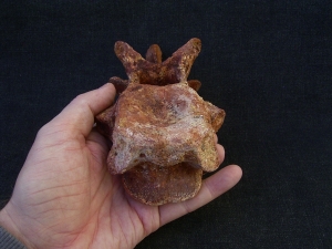 Carcharodontosaur vertebra big