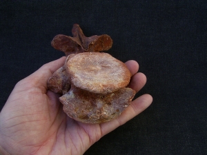 Carcharodontosaur vertebra big