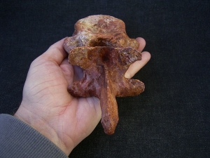 Carcharodontosaur vertebra big