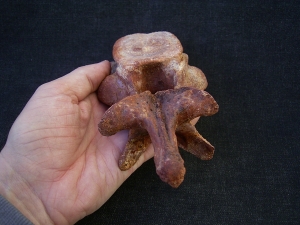 Carcharodontosaur vertebra big