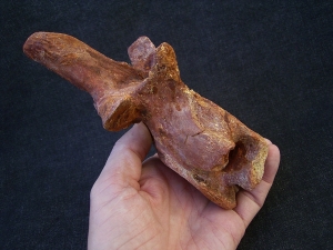 Carcharodontosaur vertebra big