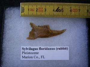 Jaw of Sylvilagus floridanus