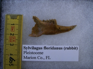 Kiefer von Sylvilagus floridanus