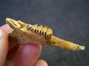 Jaw of Sylvilagus floridanus