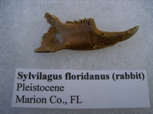 Jaw of Sylvilagus floridanus