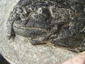 Cheirolepis - Seltener Devonfish