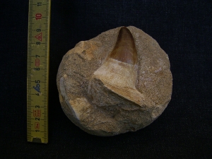 Mosasaur jawbone with tooth