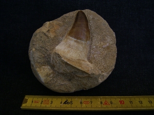 Mosasaurus Kieferstück mit Zahn