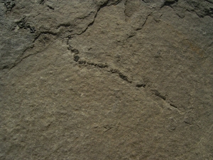 Coccosteus - Devonian Placoderm