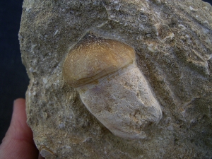 Globidens Zahn mit Wurzel