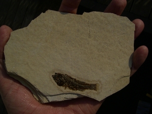 Fischfossil aus dem Oligozän