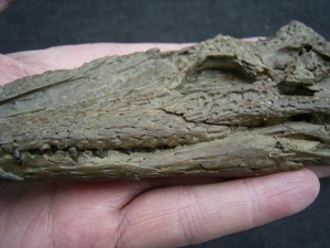 Crocodile Diplocynodon