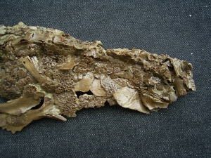 Crocodile Diplocynodon