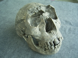 Skull Homo Ergaster