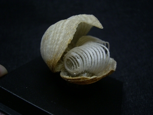 Brachiopode mit Armgerüst