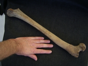 Cro Magnon Femur bone