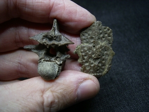 Diplocynodon Wirbel und Panzerplatten