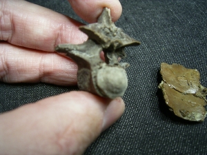 Diplocynodon vertebra and armor scutes