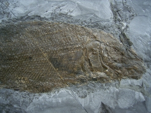 Trias - Fische Semionotus