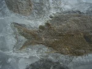 Triassic fishes Semionotus